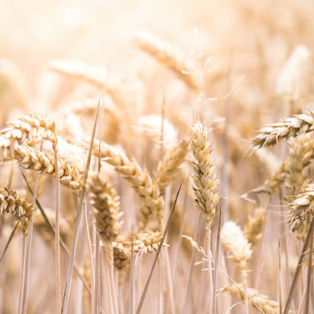 virmuze exhibit The Kansas Nebraska Act and the Civil War logo main