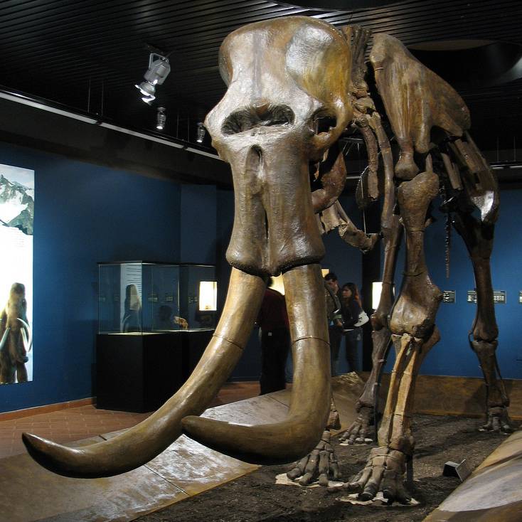 virmuze exhibit Origin of Species logo main