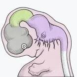 virmuze exhibit The Developing Mind logo main