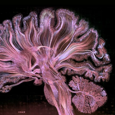 virmuze exhibit The Learning Mind logo main