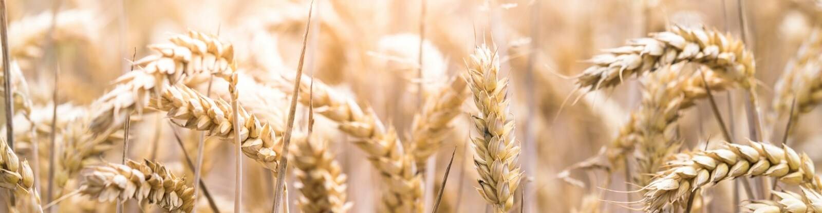 virmuze exhibit The Kansas Nebraska Act and the Civil War logo main banner