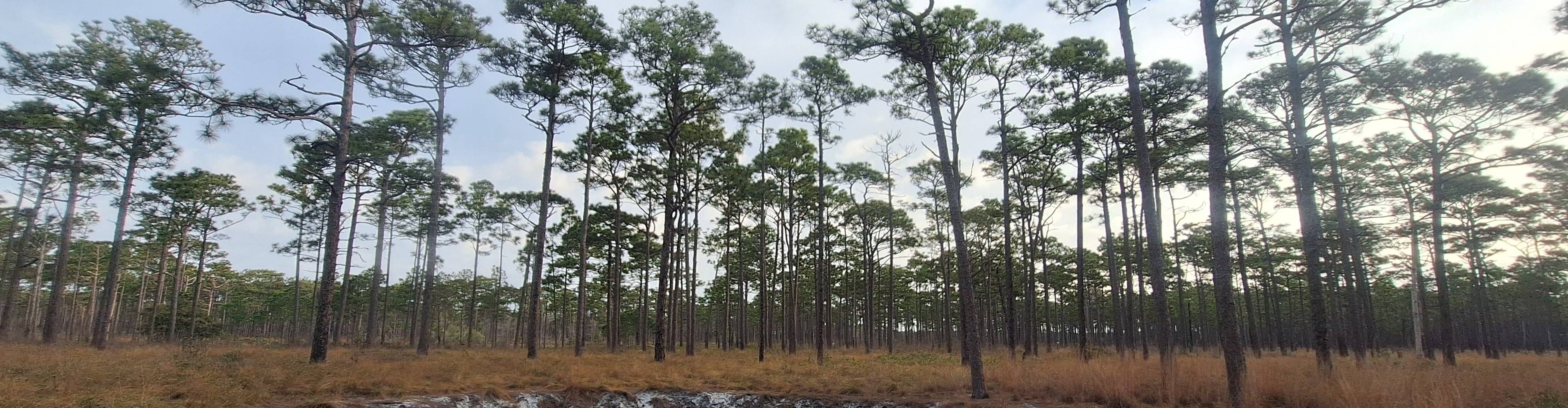 virmuze exhibit Craven County and the Longleaf Pine Savanna logo main banner