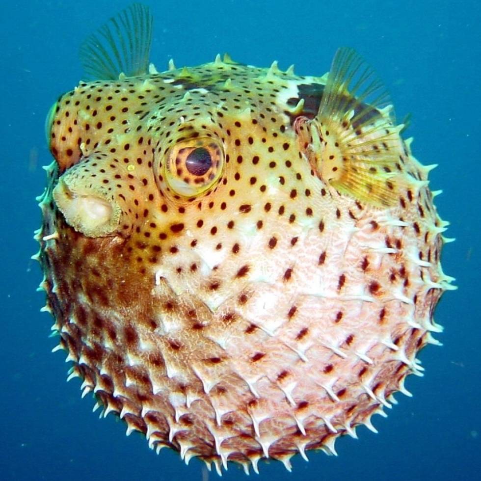 virmuze exhibit Underwater Inhabitants logo main