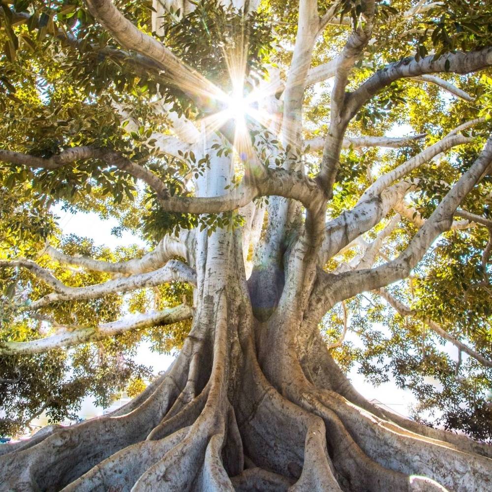 virmuze exhibit Problem Trees logo main