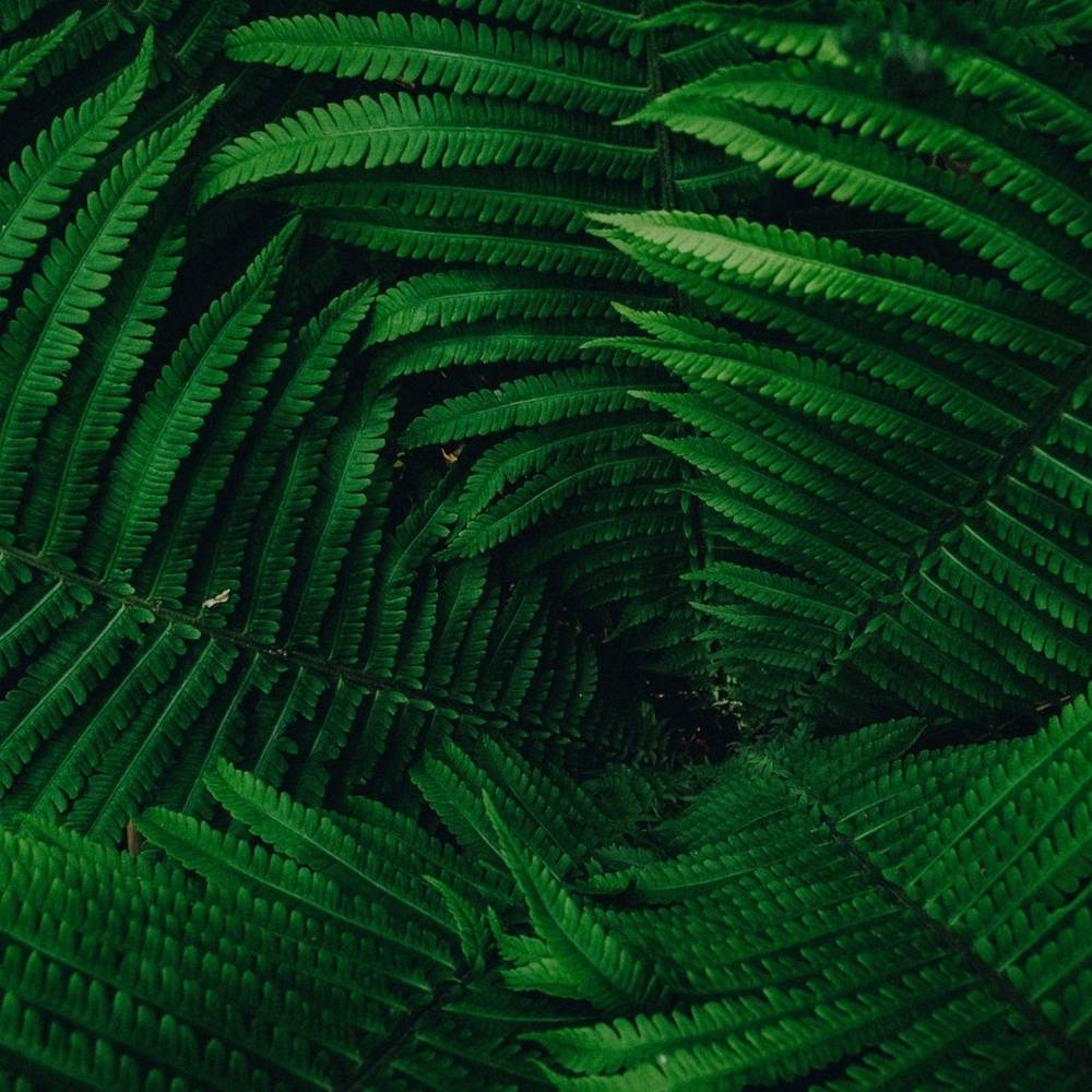 virmuze exhibit BioInspiration logo main