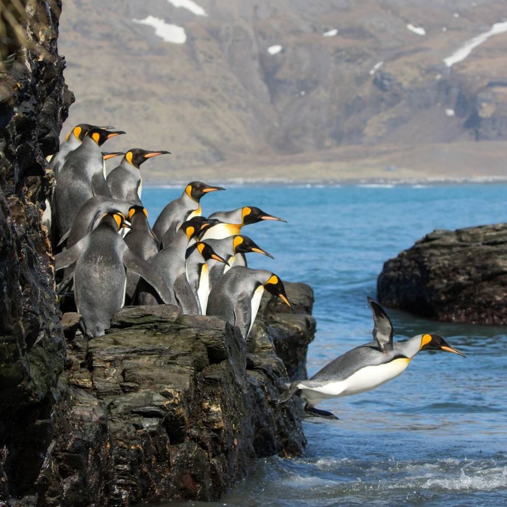 virmuze exhibit Salisbury Plain, South Georgia logo main