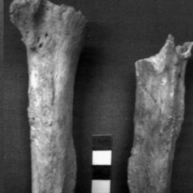 virmuze exhibit Long bones to determine age logo main