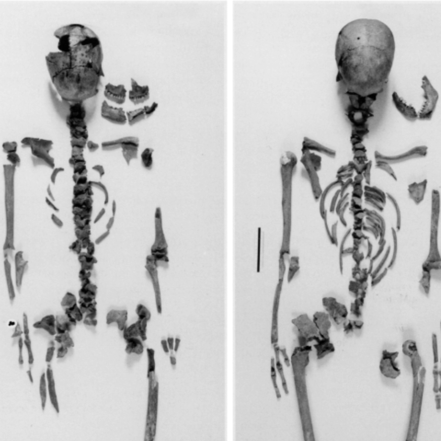 virmuze exhibit Distinguishing between multiple skeletons logo main