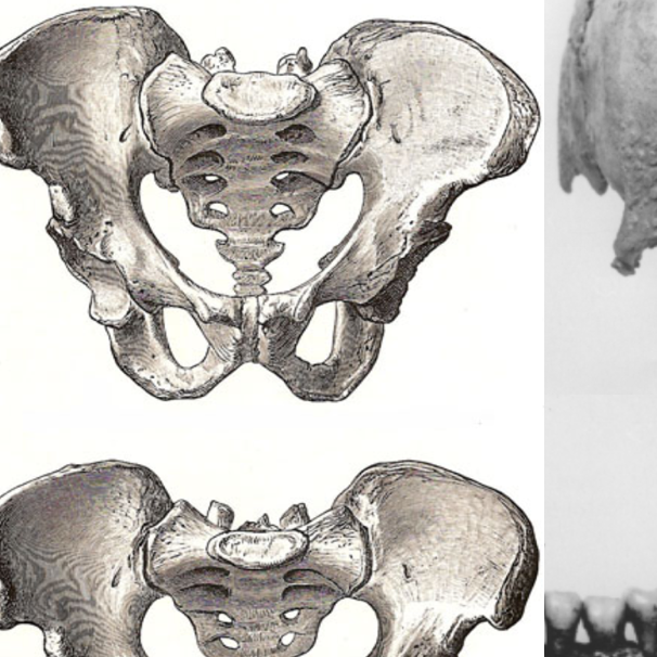 virmuze exhibit Determination of gender logo main