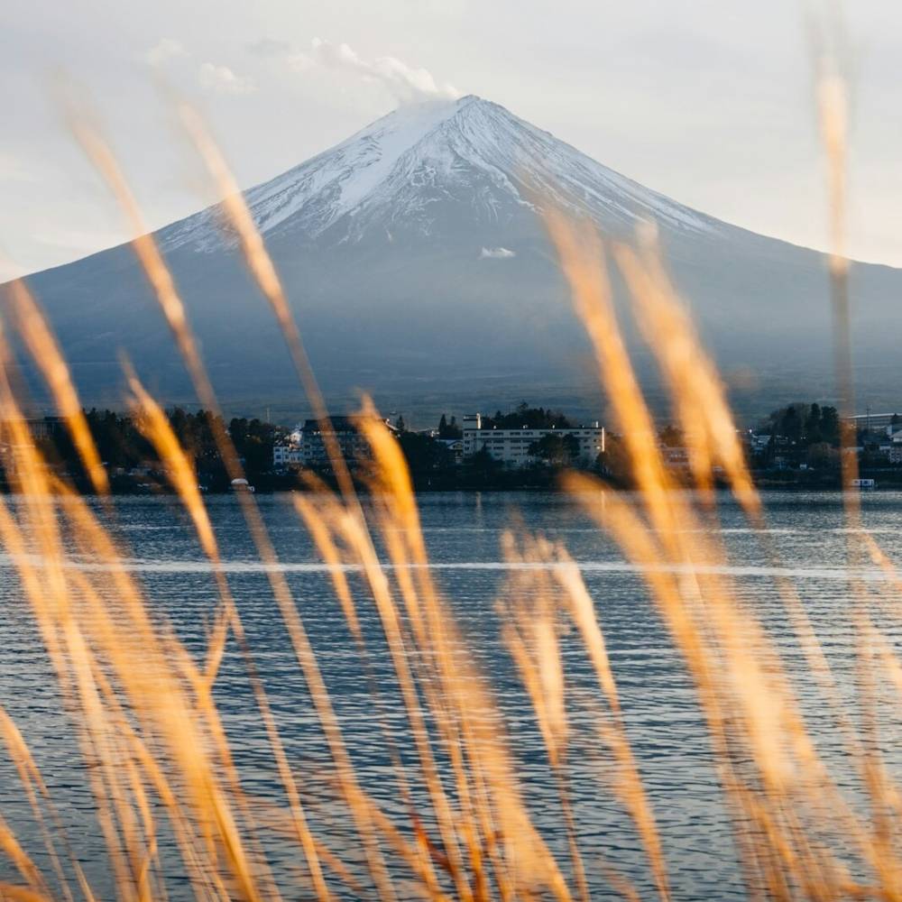 virmuze exhibit Indian Removal logo main