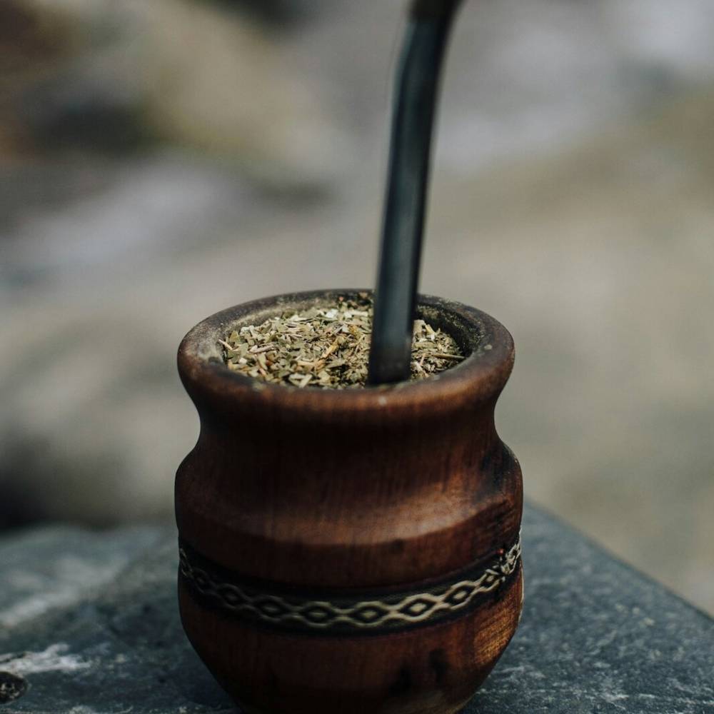 virmuze exhibit Ilex paraguayensis “Yerba Mate” logo main