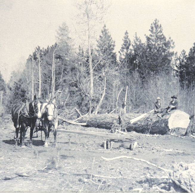 virmuze exhibit The Legacy of Logging logo main