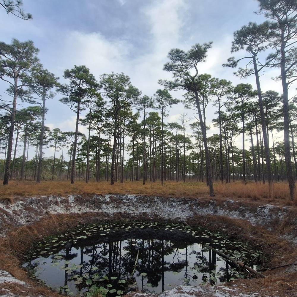 virmuze exhibit Craven County and the Longleaf Pine Savanna logo main